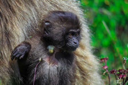Pictures of Endemic Gelada Baboon Baby, also called bleeding-heart monkey, living in the Ethiopian...