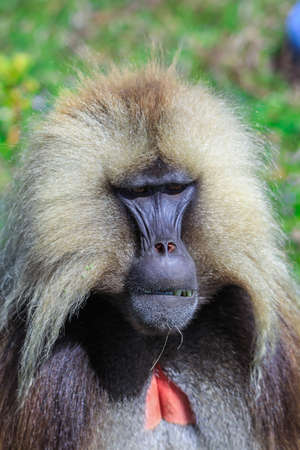 Close up portraits of Endemic Gelada Baboons, also called bleeding-heart monkey, living in the Ethiopian Highlands only, Simien Mountains, Northern Ethiopiaの写真素材