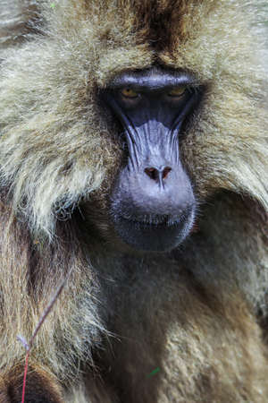 Close up portraits of Endemic Gelada Baboons, also called bleeding-heart monkey, living in the Ethiopian Highlands only, Simien Mountains, Northern Ethiopiaの写真素材