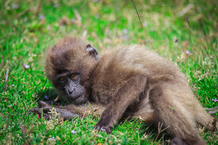 Pictures of Endemic Gelada Baboon Baby, also called bleeding-heart monkey, living in the Ethiopian...