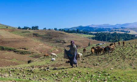 Poor Shepherd grazing the goats in the Green Valley of Simien Mountainsのeditorial素材