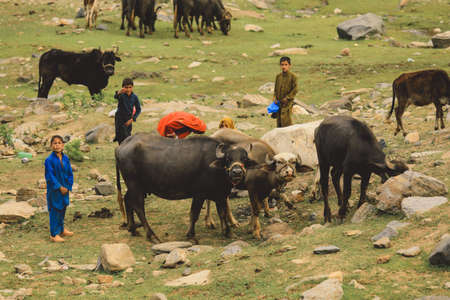 Gilgit Baltistan, Pakistan - June 08, 2018: Poor Children with the Livestock in the Mountain Villageのeditorial素材