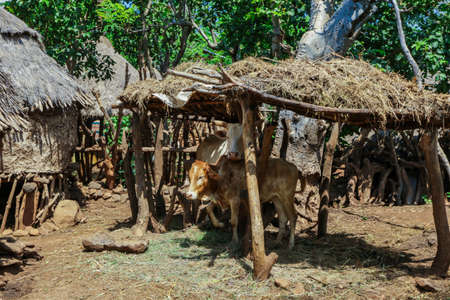Traditional houses in the African village of the Konso tribe in Ethiopiaのeditorial素材