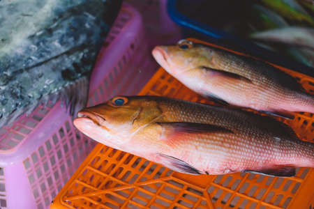 Whole Fresh Fishes of Tuna and Red Snapper on the Fish Central Market in Male City, Maldivesの写真素材