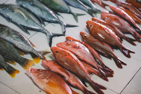 Whole Fresh Fishes of Tuna and Red Snapper on the Fish Central Market in Male City, Maldivesの写真素材