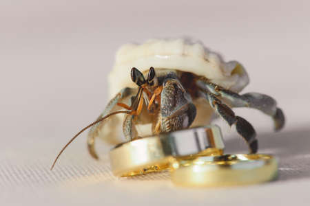 Closeup Picture of the Ghost Crab with Two Golden Wedding Rings on the White Sand of Maldivian Beach, Maldivesの写真素材