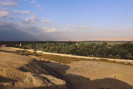 Green Palm Trees Grove near the Imhotep Museum at the foot of the Saqqara necropolis complex, near Memphis in Lower Egyptの写真素材