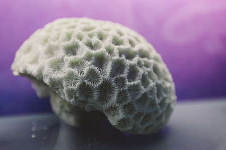 Interesting Pictures of the Red Sea Marine Wildlife Exhibits near Qaitbay fort on Alexandria Eastern Harbor in, Egyptの写真素材