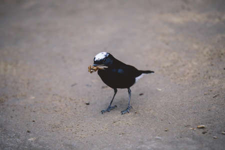 Black Bird with the White Cap Eating dragonfly on the road of Siwa Oasis, Egyptの写真素材