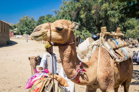 Keren, Eritrea - November 03, 2019: Camel Seller in Traditional Eritrean Dress on the Animal Marketのeditorial素材