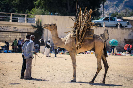 Keren, Eritrea - November 03, 2019: Old Local Man near the Camel with the Pack of Straw on the Keren...