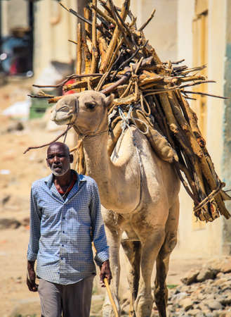 Keren, Eritrea - November 03, 2019: Old Local Man near the Camel with the Pack of Straw on the Keren Animal Marketのeditorial素材