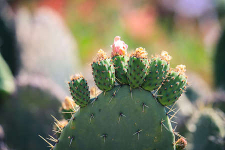 Green Cactuses on the Tank Graveyard in Asmara, Eritreaの写真素材