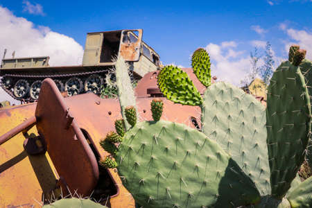 Green Cactuses on the Tank Graveyard in Asmara, Eritreaの写真素材