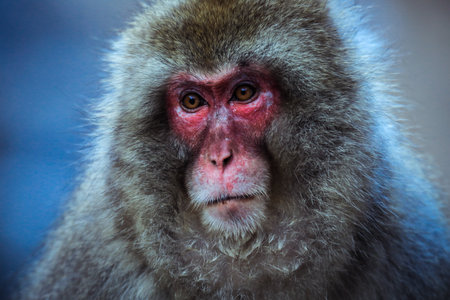 Portrait of Snow monkey in the Jigokudani Park, Japan