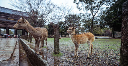 Wet Wild Deer in the Nara Park, Japan