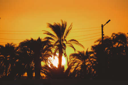 Black and Orange Sunset Sky with the Palm Trees on the background in Luxor, Egyptの写真素材