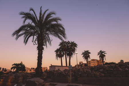 Black and Orange Sunset Sky with the Palm Trees on the background in Luxor, Egyptの写真素材