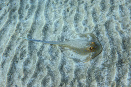 Close Up View  of the Red Sea Stingray near Marsa Alam beach, Egypt