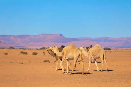 Wild Camels among the dry Orange Sands of the Sahara desert, Algeriaの写真素材