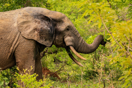 Beautiful Wild African Elephants in the Mole National Park, the largest wildlife refuge in Ghana, West Africaの写真素材
