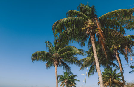 Seaside Road with Palm Trees in the city center of Chetumal, Mexico