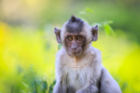 <p>Cute Asian Macaque on the village road in Thailand</p>の写真素材