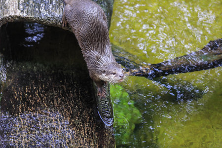<p>Small and Cute Brown Otter playing in the Water, Thailand</p>の写真素材