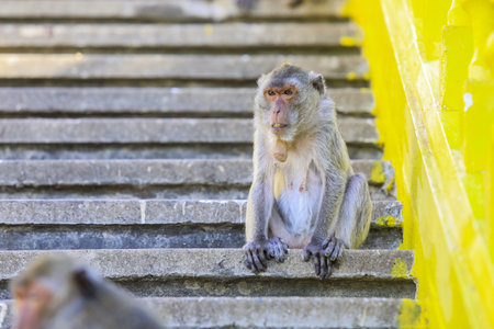 <p>Cute Grey Macaque on the Stairs to the Wat Khao Chong Krachok Temple in Thailand</p>の写真素材