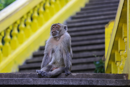 <p>Cute Grey Macaque on the Stairs to the Wat Khao Chong Krachok Temple in Thailand</p>の写真素材