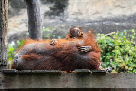 <p>Wonderful Orangutan Mother and her Lovely Baby in Thailand</p>の写真素材