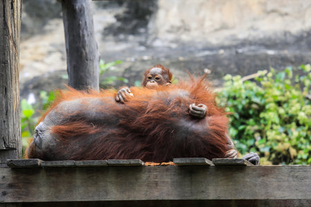 <p>Wonderful Orangutan Mother and her Lovely Baby in Thailand</p>の写真素材