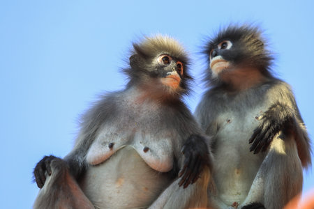 Funny and Cute Dusky Langur Monkey on the Roof, Thailand