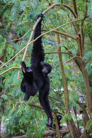Big Black howler Climbing on the Tree in the Rain Forest, Thailandの写真素材