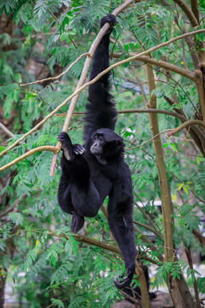 Big Black howler Climbing on the Tree in the Rain Forest, Thailandの写真素材