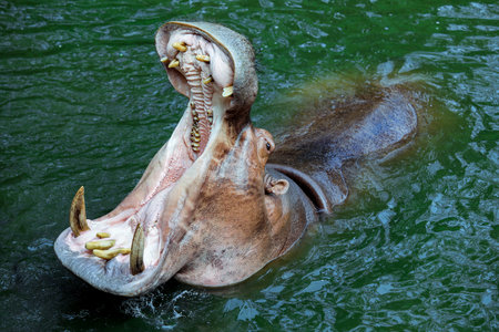 Huge Open Mouth of the Brown Hippo in the River, Thailandの写真素材
