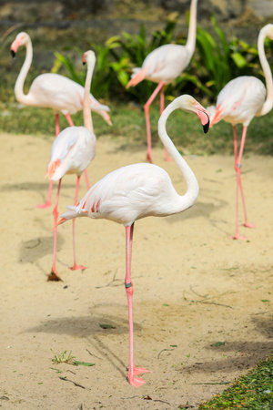 Greater Flamingos with Pink and Reddish Feathers Color in the Green Cost of the Pond, Thailandの写真素材