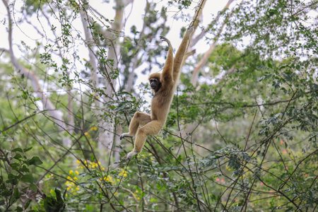 Sad Female of the Yellow cheeked gibbon Sitting on the Green Tree in the Rainforest in Thailandの写真素材
