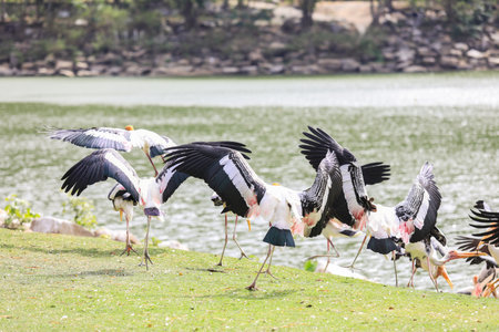 Big Painted Stork Flock resting near the pond in the Rain Forest, Thailandの写真素材