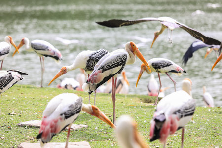 Big Painted Stork Flock resting near the pond in the Rain Forest, Thailandの写真素材