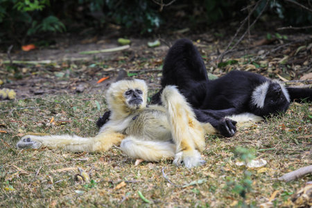 Tired couple of White and Black Gibbons resting on the Ground in the Rain Forest, Thailandの写真素材