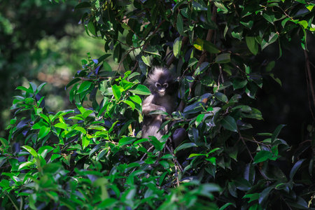 Cute Dusky Langur Monkey inside the Green Trees in the Rain Forest, Thailandの写真素材
