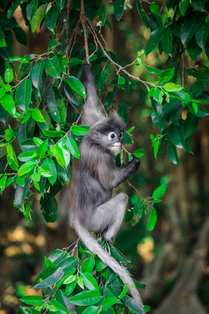 Cute Dusky Langur Monkey inside the Green Trees in the Rain Forest, Thailandの写真素材