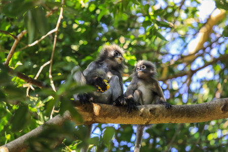 Cute Dusky Langur Monkey inside the Green Trees in the Rain Forest, Thailandの写真素材