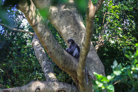 Cute Dusky Langur Monkey inside the Green Trees in the Rain Forest, Thailandの写真素材