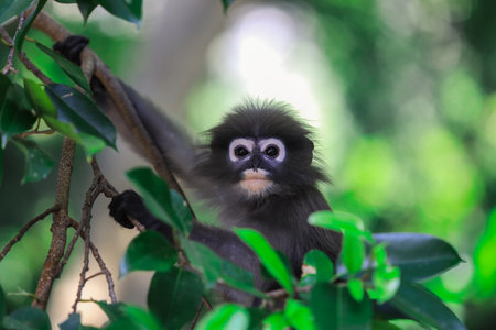 Playful and Adorable Baby of the Dusky Langur Monkey in the Rain Forest, Thailandの写真素材