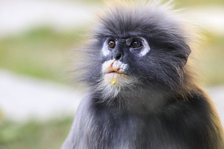 Closeup Portrait of the Dusky Langur Monkey with Amazing Eyes and Wind Shaken Fur, Thailandの写真素材