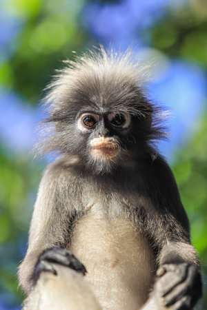 Closeup Portrait of the Dusky Langur Monkey with Amazing Eyes and Wind Shaken Fur, Thailandの写真素材