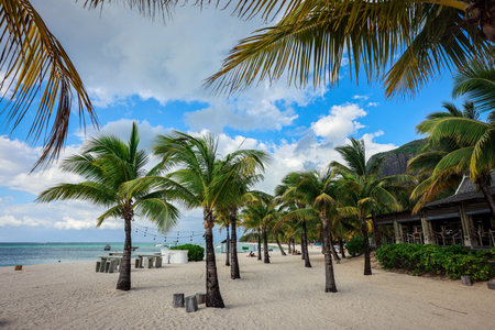 Palm Trees Border the Beach at a Tropical Resortの写真素材