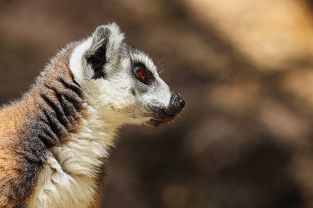 Close Up of Lemur in Mauritius Zoo